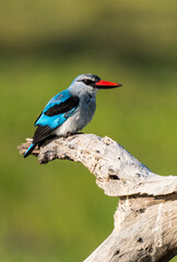 Woodland kingfisher near Xakanaxa, Moremi, Botswana
