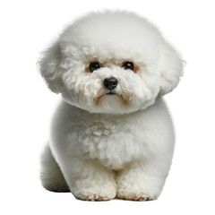 Obraz premium Isolated Cute Funny Animal on a Clear PNG Canvas, Generative AI