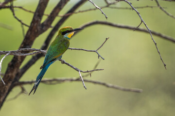 Swallow-tailed bee-eater in the Central Kalahari, Botswana