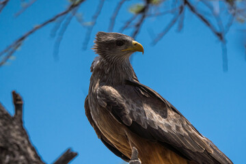 Yellow-billed kite in the Central Kalahari, Botswana