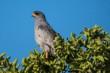 Gabar Goshawk in the Central Kalahari, Botswana