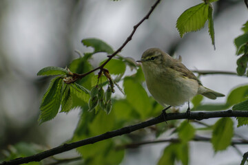 common chiffchaff on a branch