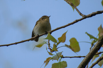 common chiffchaff