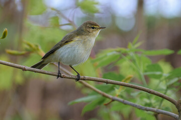 robin on a branch