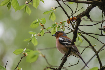 common chaffinch sitting on the tree