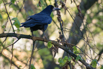 Obraz premium crow on a branch