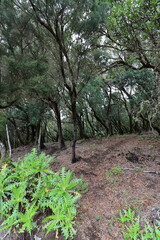 Fern in the laurel woods of the Parque National de Garajonay on the canary island Gomera