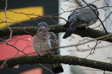 pigeon on a branch