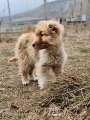 Fototapeta premium australian shepherd dog