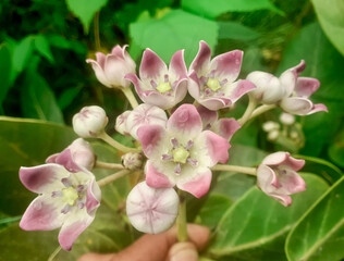 Calotropis procera flowers plant also known as milkweed and apple of sodom with green leaves background.