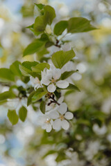apple tree flowers