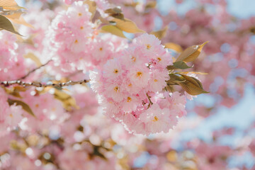 pink cherry blossom