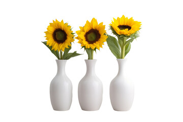 Sunflowers in a tall white vase Set against a white background, viewed from a low angle, light and shadow fall beautifully - isolated on a transparent background.