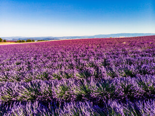 Lavender field in Provence France - 784505163