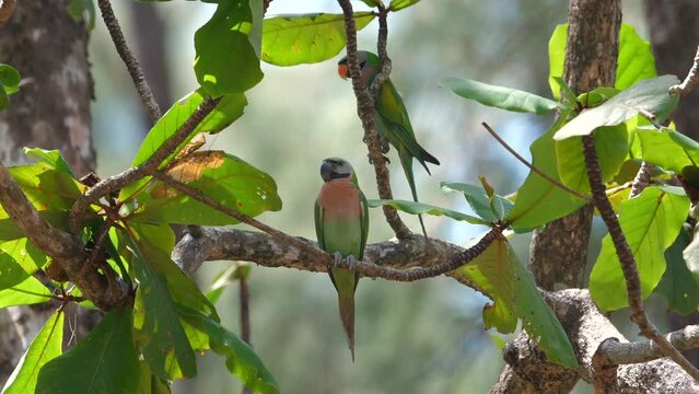 Tropical bird perched gracefully on lush branch against dense forest backdrop, diverse and vibrant avian life in natural habitats. Wildlife and nature conservation.