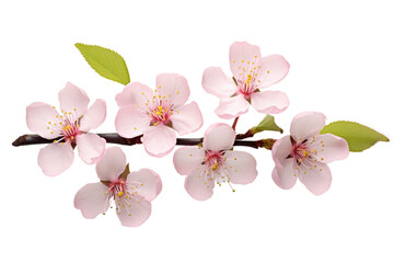 cherry blossoms. isolated on a transparent background.