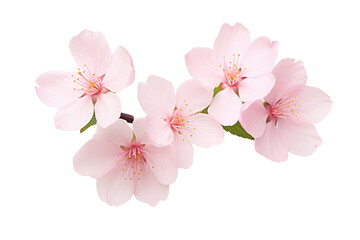 Fototapeta na wymiar cherry blossoms. isolated on a transparent background.