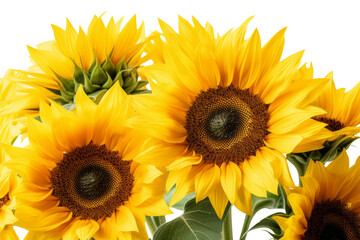 An isolated on a transparent background sunflower amidst lush green leaves with vibrant yellow petals and seeds incorporating the beauty of summer flowers.
