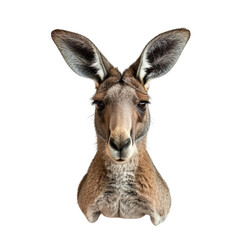 Obraz premium Extreme front view of realistic kangaroo head which is mounted on a wall isolated on a white transparent background