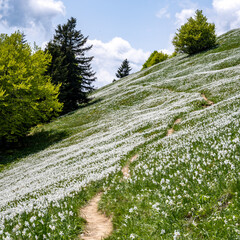 Daffodils in Slovenian Alps
