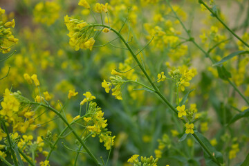 Turnip flowers, turnips are widely used for healthy eating