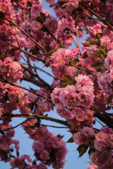 Obraz premium pink cherry blossom