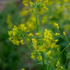 Turnip flowers, turnips are widely used for healthy eating