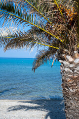 Palm tree on the beach in Greece