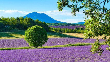 Provence landscape with lavender fields, France - 784510549
