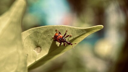 Focused Leaf Roller Weevil Beetle, Attelabidae on leaf