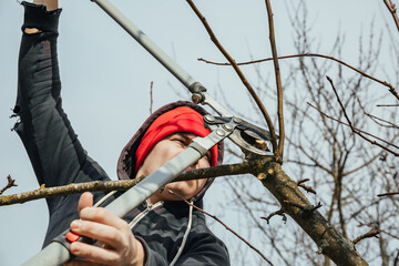 A gardener prunes a branch of tree. Secateurs, gardening scissors - cut tool. Side view. The man...