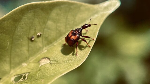 Focused Leaf Roller Weevil Beetle, Attelabidae on leaf