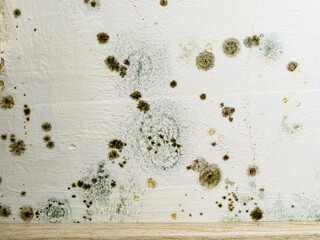 Mould and fungus growth on white wall