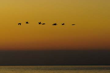 Birds over sea against sunrise sky. - 784511506