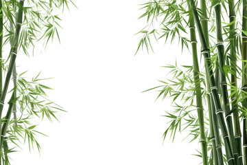 Fototapeta na wymiar Tall bamboo trees The trunk is slender and straight. Light green leaves Isolated on white background