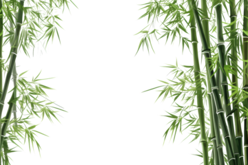 Tall bamboo trees The trunk is slender and straight. Light green leaves Isolated on white background