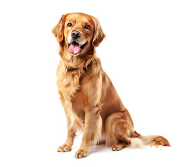 Golden retriever dog isolated on white.