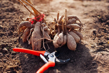 Dividing dahlia tubers in spring garden using pruner. Close up of roots. Propagating plants cutting with secateur - obrazy, fototapety, plakaty