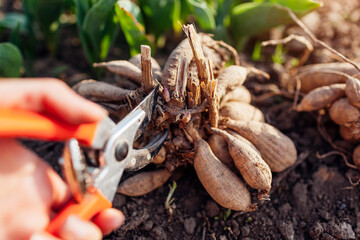 Dividing dahlia tubers in spring garden using pruner. Close up of roots. Propagating plants cutting with secateur