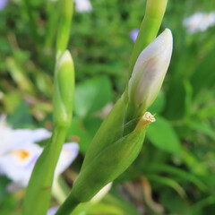 春にシャガが白い花を咲かせています