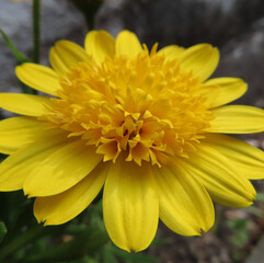 春にマーガレットが黄色い花を咲かせています