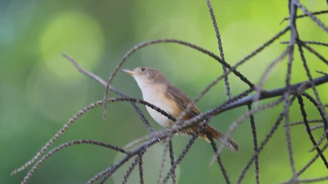 Tropical bird known as the "wren or wren" (Troglodytes aedeon), isolated in selective focus. Corru&iacute;ra bird.