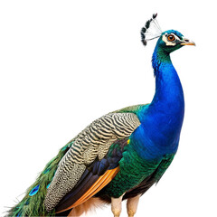 Obraz premium Peacock isolated on transparent background