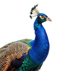 Obraz premium Peacock isolated on transparent background
