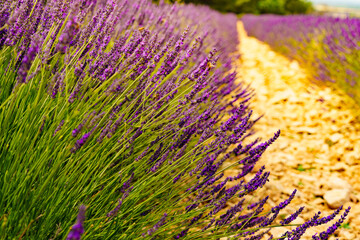 Lavender fields in bloom in Provence - 784518386