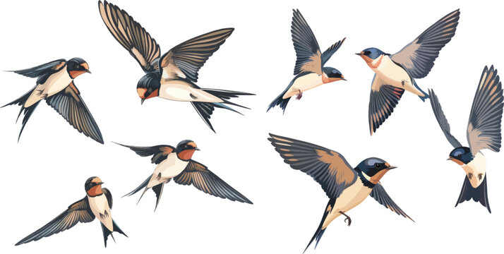  Swift black white bird flock. Swallow vector set. Illustration of flock swallow, wing group birds