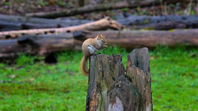 A small Red Squirrel has to reach down into the crevices to get the birdseed and corn.  The only way to slow down the consumption of feed is to hide it in the deep holes in this log in our yard.