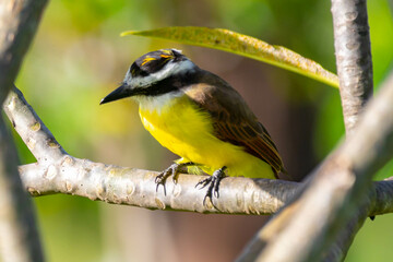 The Great Kiskadee also know as Bem-te-vi perched on the branch under rain . Species Pitangus sulphuratus. 