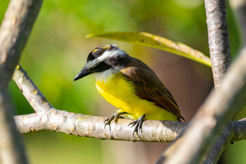 The Great Kiskadee also know as Bem-te-vi perched on the branch under rain . Species Pitangus sulphuratus. 