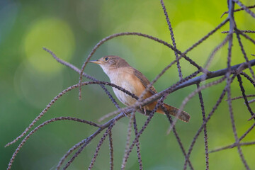 Tropical bird known as the 